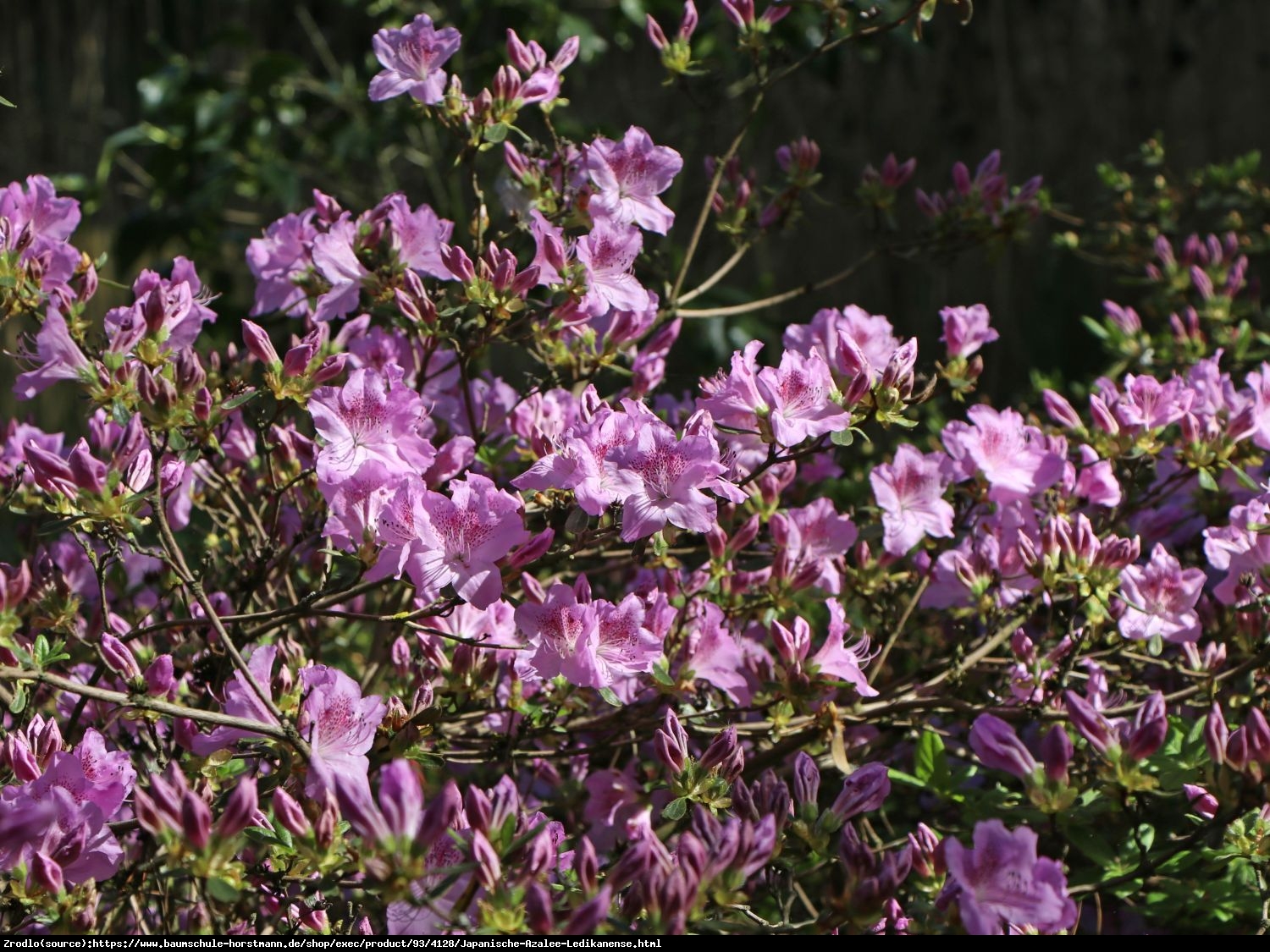 Azalia japońska  Ledikanense - Azalea japonica  Ledikanense