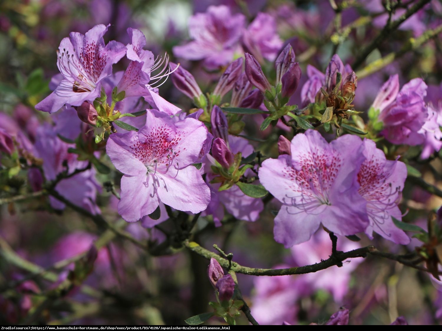 Azalia japońska  Ledikanense - Azalea japonica  Ledikanense