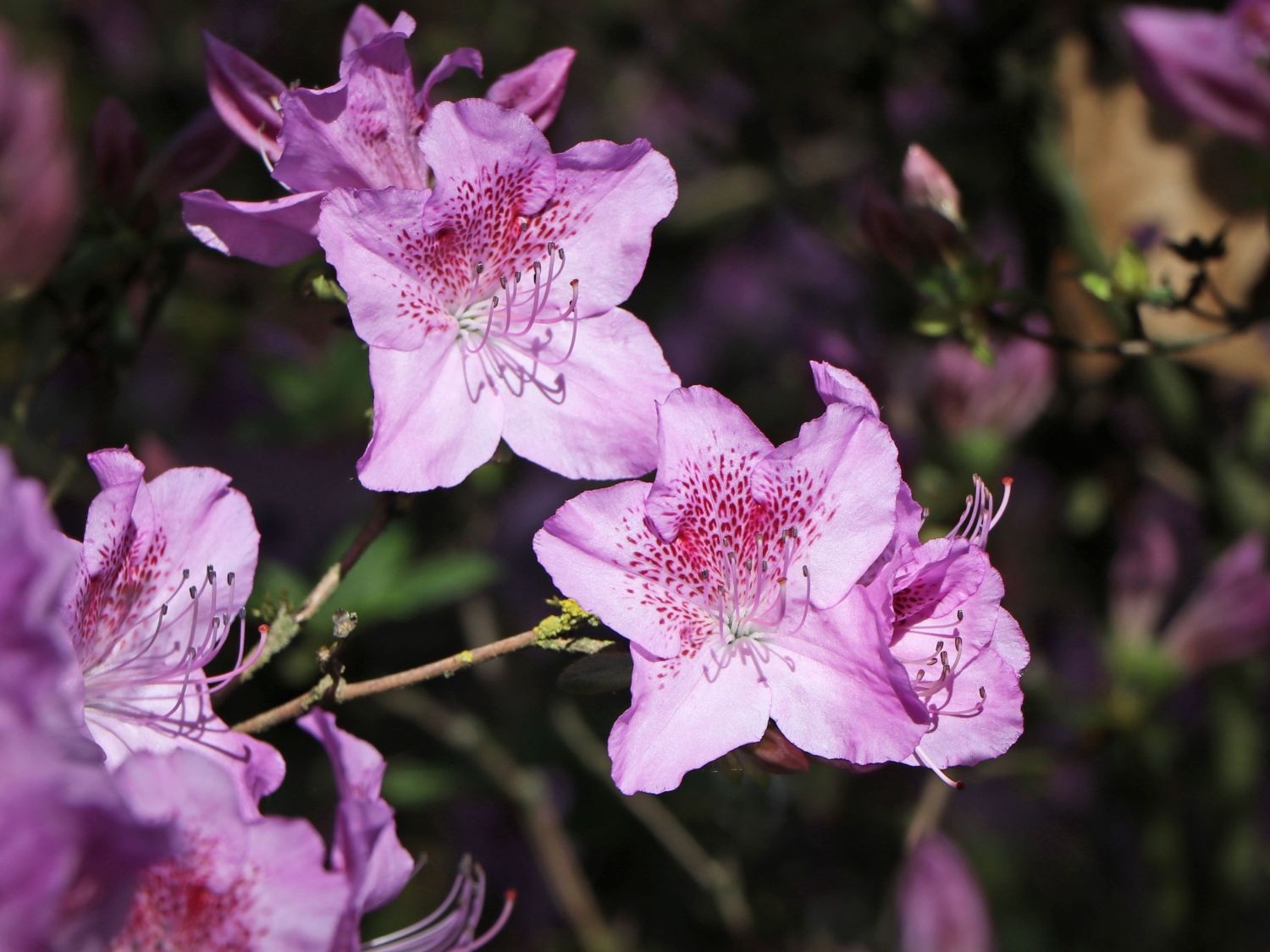 Azalia japońska  Ledikanense - Azalea japonica  Ledikanense