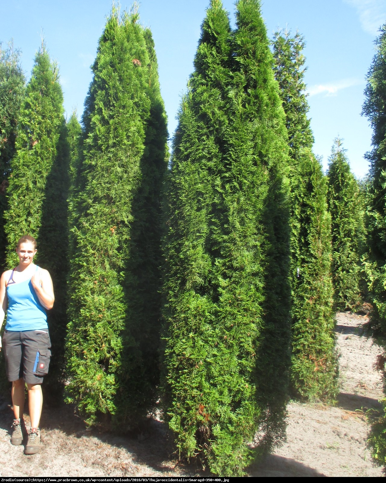 Żywotnik zachodni Tuja Smaragd C2 - Thuja occidentalis Smaragd