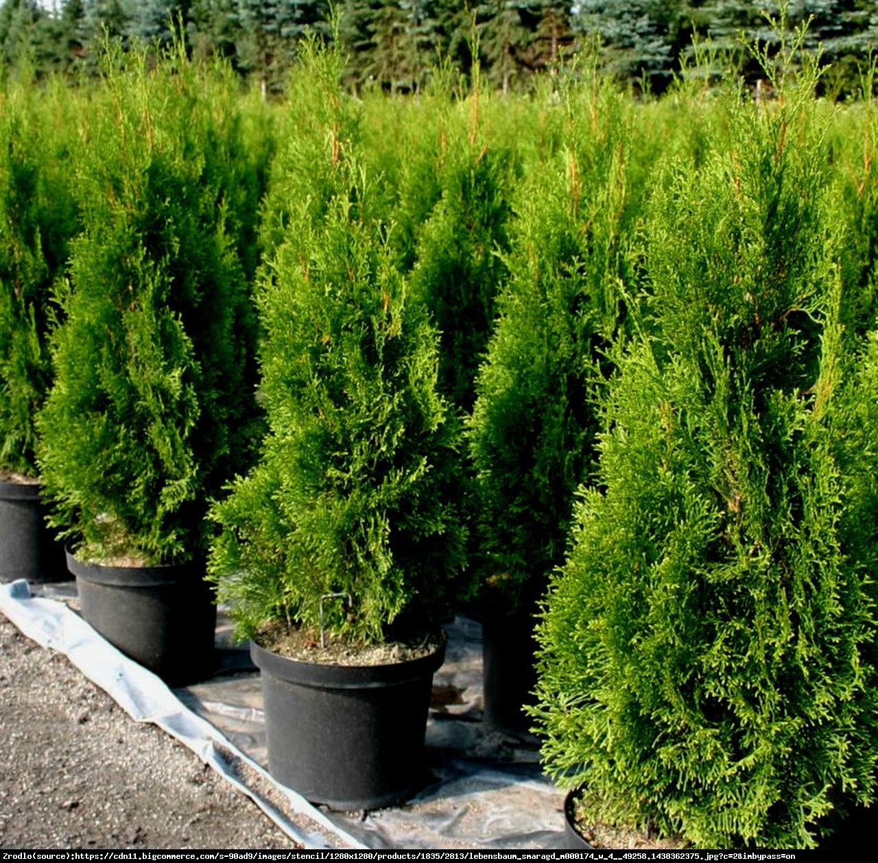 Żywotnik zachodni Tuja Smaragd C2 - Thuja occidentalis Smaragd