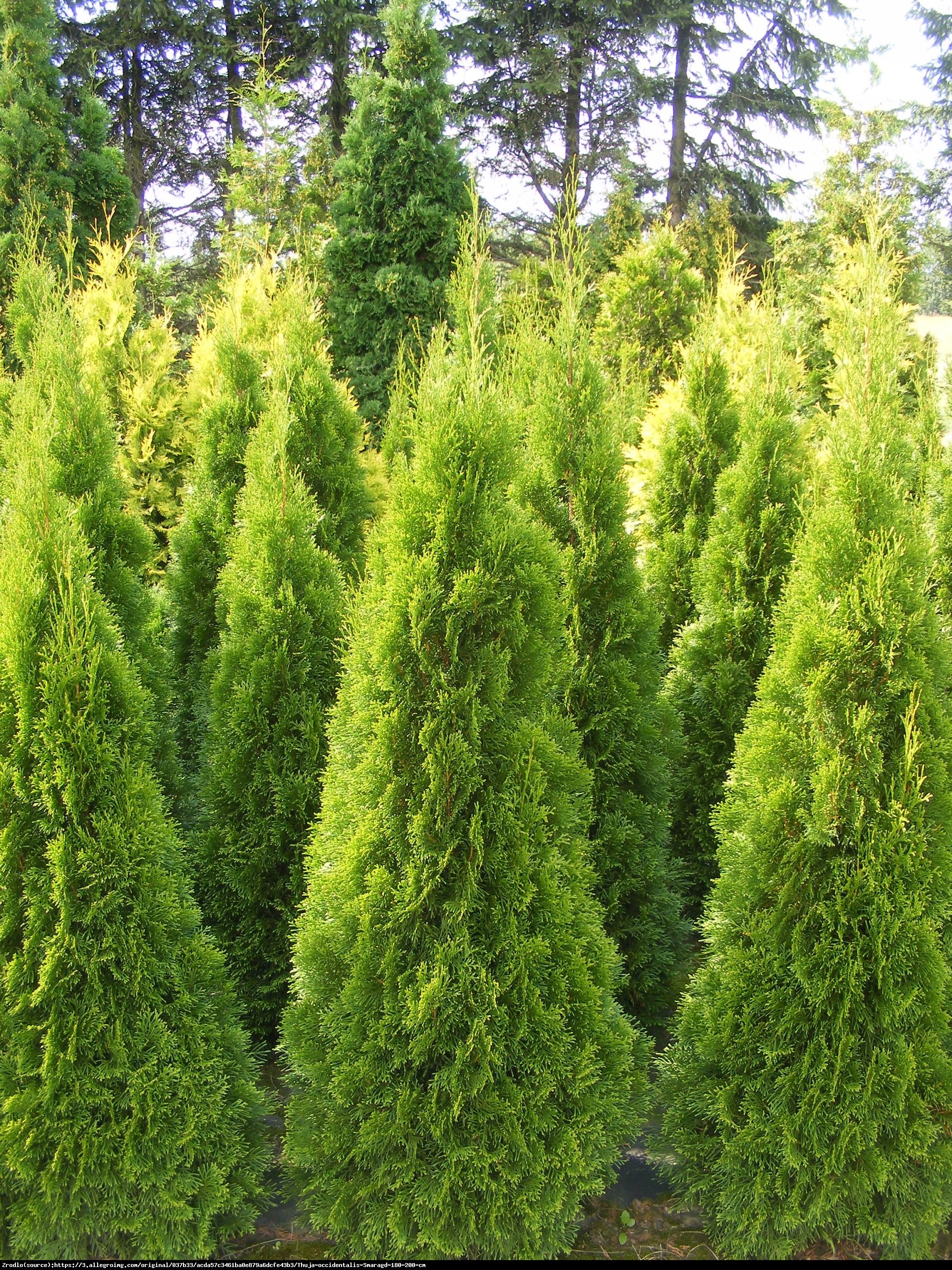 Żywotnik zachodni Tuja Smaragd C2 - Thuja occidentalis Smaragd