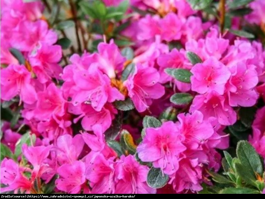 Azalia japońska  Haruko-różowopurpurowe kwiaty. - Azalea japonica Haruko