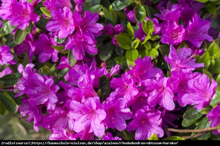 Azalia japońska  Haruko-czerwonopurpurowe kwiaty. - Azalea japonica Haruko