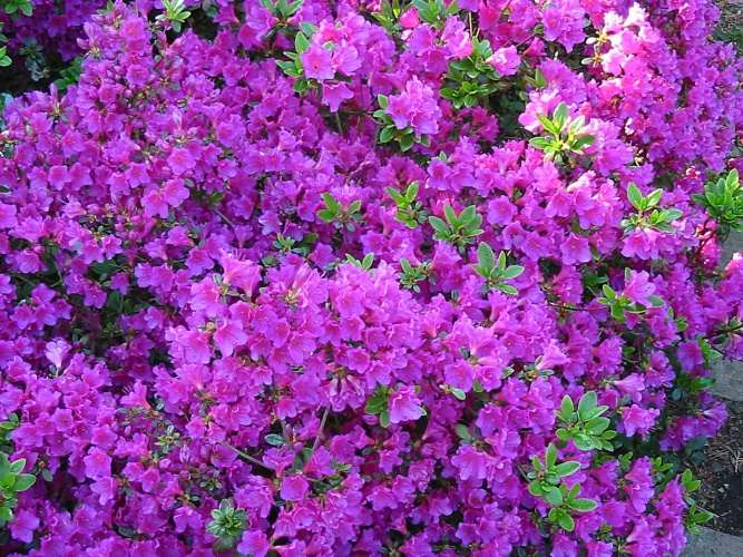 Azalia japońska  Haruko-czerwonopurpurowe kwiaty. - Azalea japonica Haruko