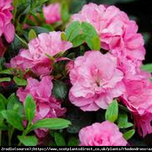 Azalia japońska Rokoko -karminowo-różowe kwiaty. - Azalea japonica Rokoko