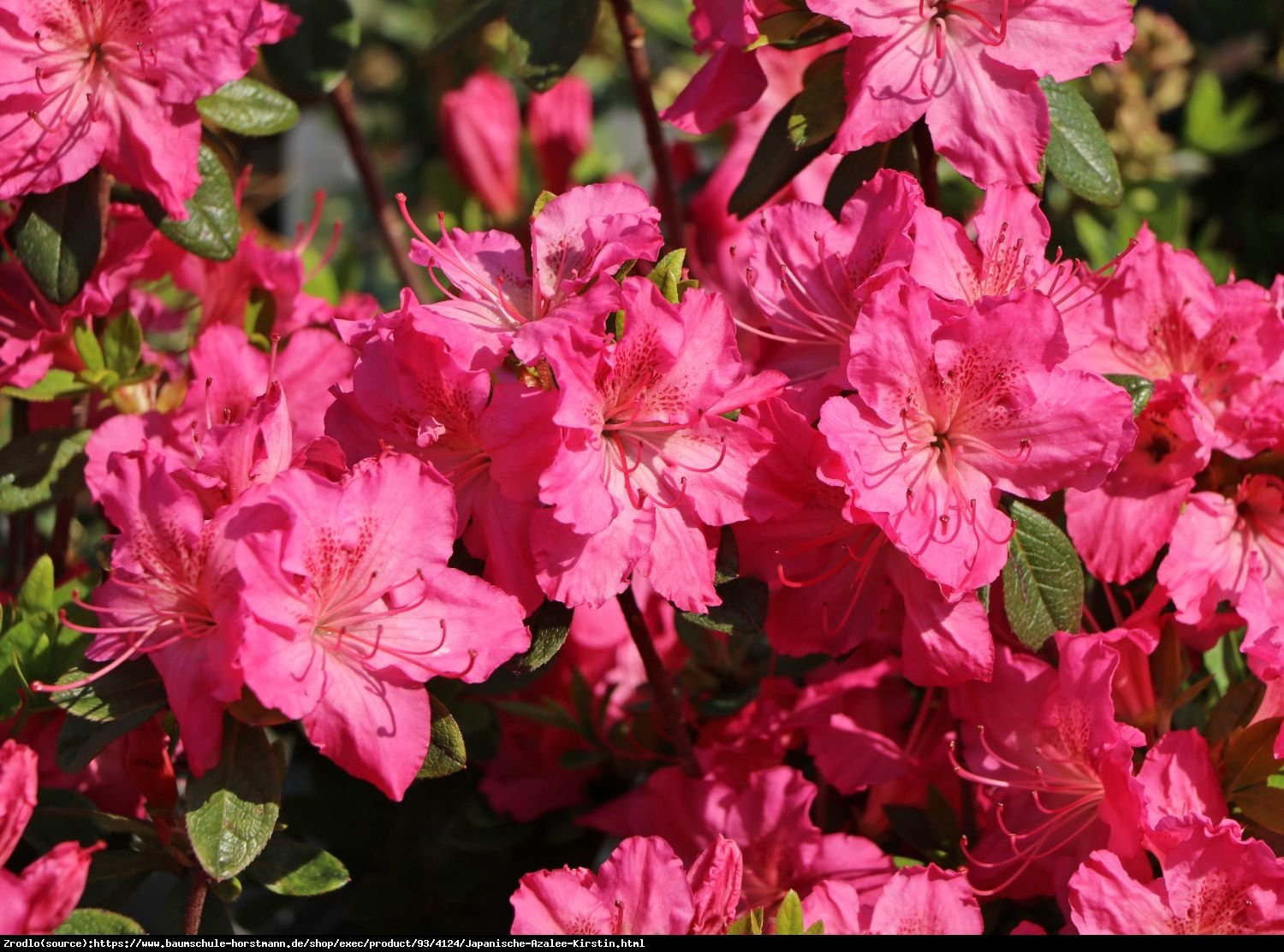 Azalia japońska Kirstin-atrakcyjne różowe kwiaty o lekko żółtym wnętrzu. - Rhododendron obtusum Kirstin