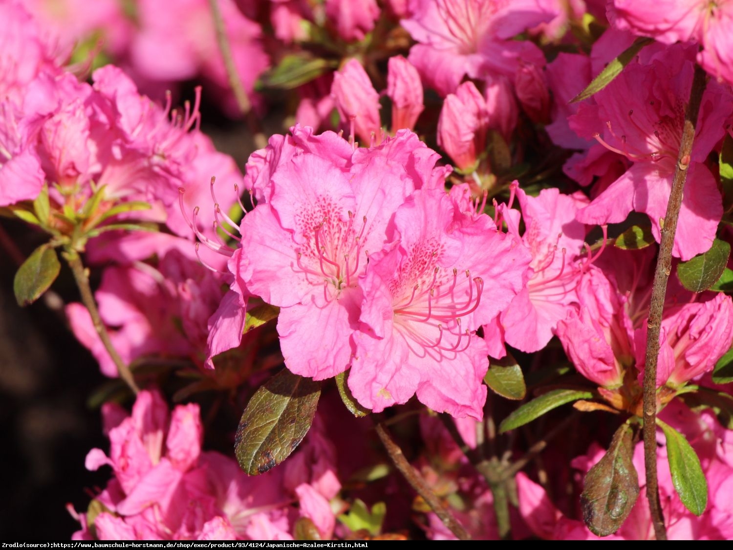 Azalia japońska Kirstin-atrakcyjne różowe kwiaty o lekko żółtym wnętrzu. - Rhododendron obtusum Kirstin