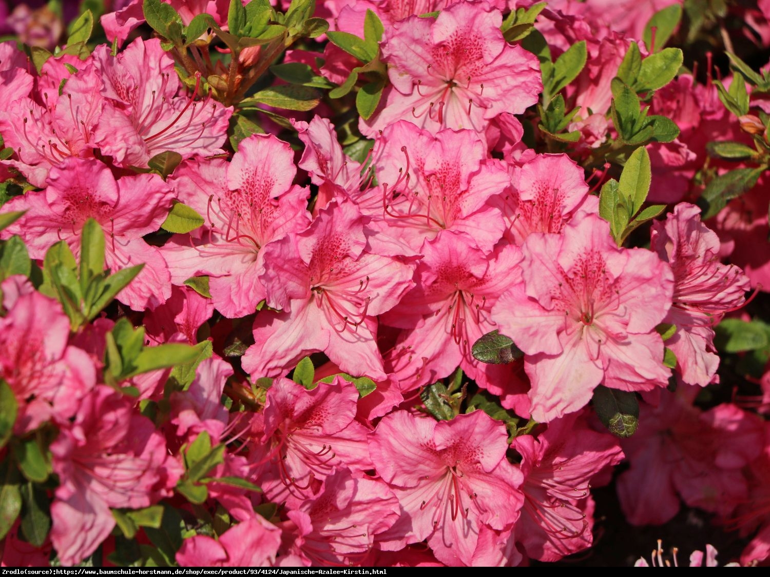 Azalia japońska Kirstin-atrakcyjne różowe kwiaty o lekko żółtym wnętrzu. - Rhododendron obtusum Kirstin