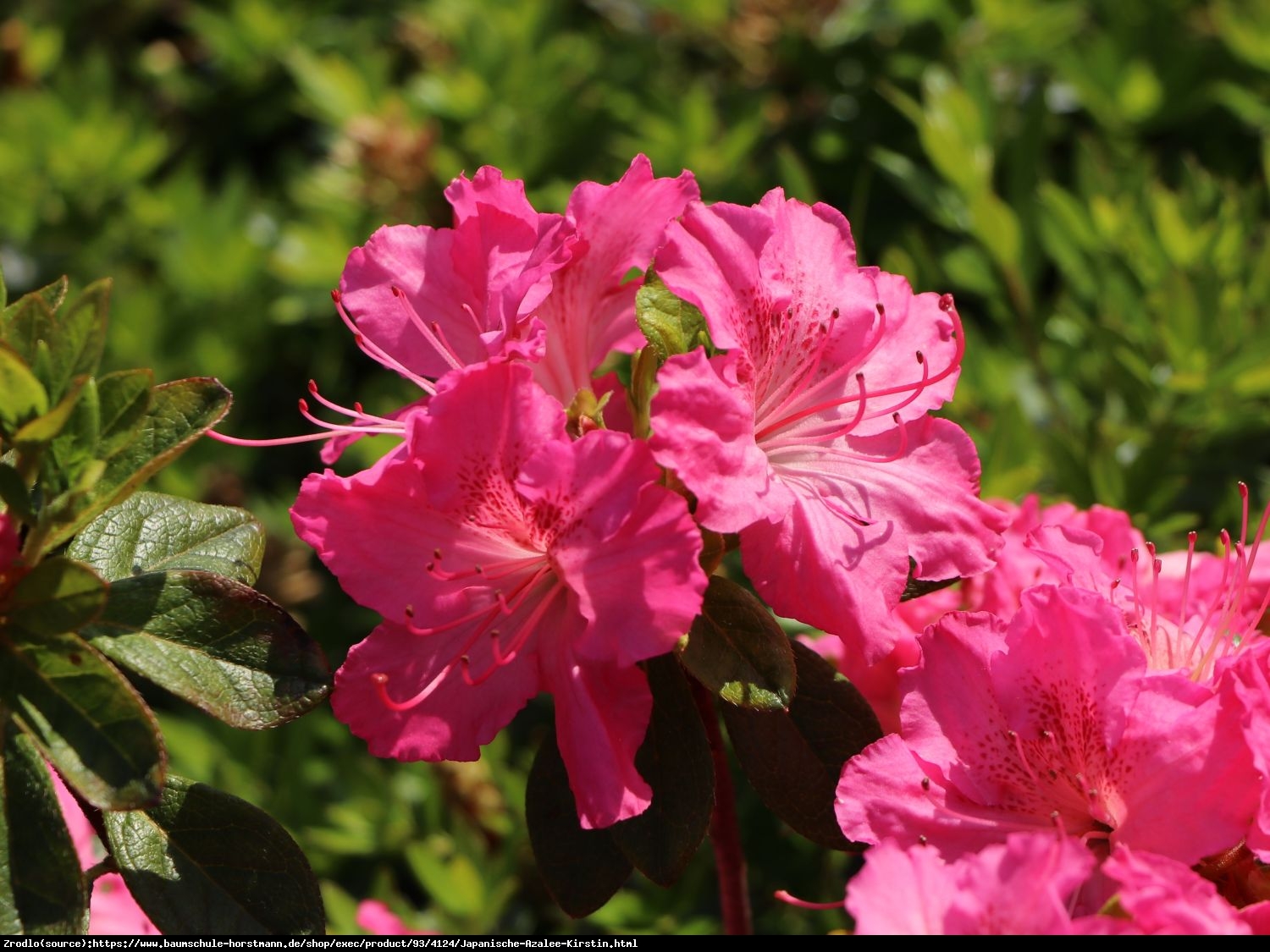 Azalia japońska Kirstin-atrakcyjne różowe kwiaty o lekko żółtym wnętrzu. - Rhododendron obtusum Kirstin