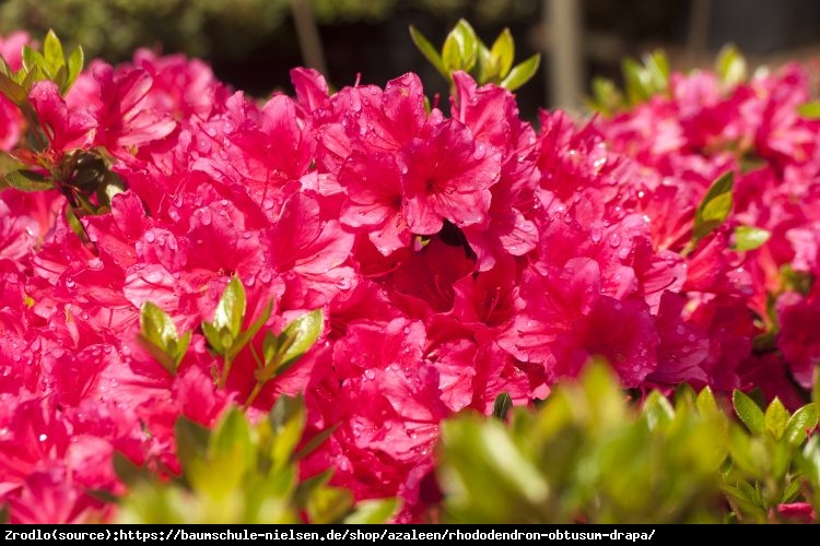 Azalia japońska Drapa -drobne karminoworóżowe kwiaty. - Azalea japanese Drapa