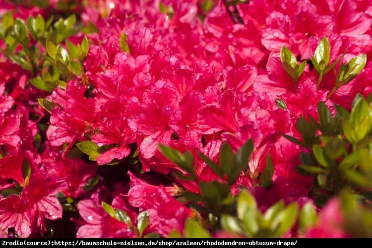 Azalia japońska Drapa -drobne karminoworóżowe kwiaty. - Azalea japanese Drapa