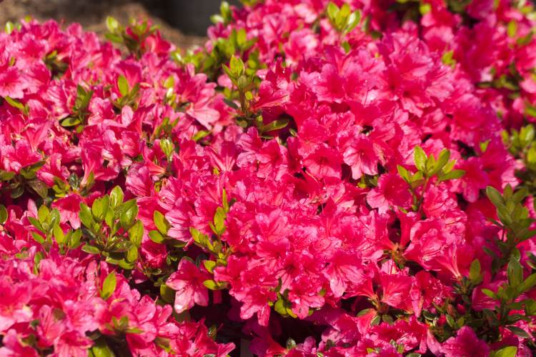 Azalia japońska Drapa -drobne karminoworóżowe kwiaty. - Azalea japanese Drapa