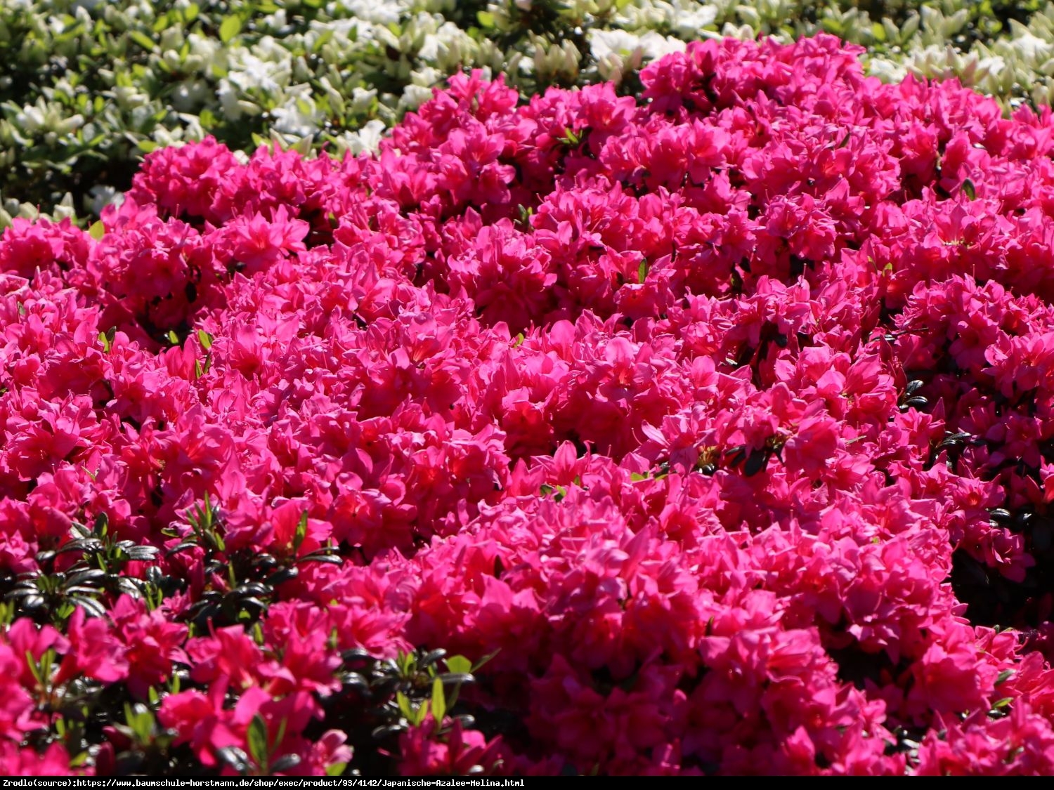 Azalia japońska Melina-ciemnoróżowa miniaturka - Azalea japanese Melina