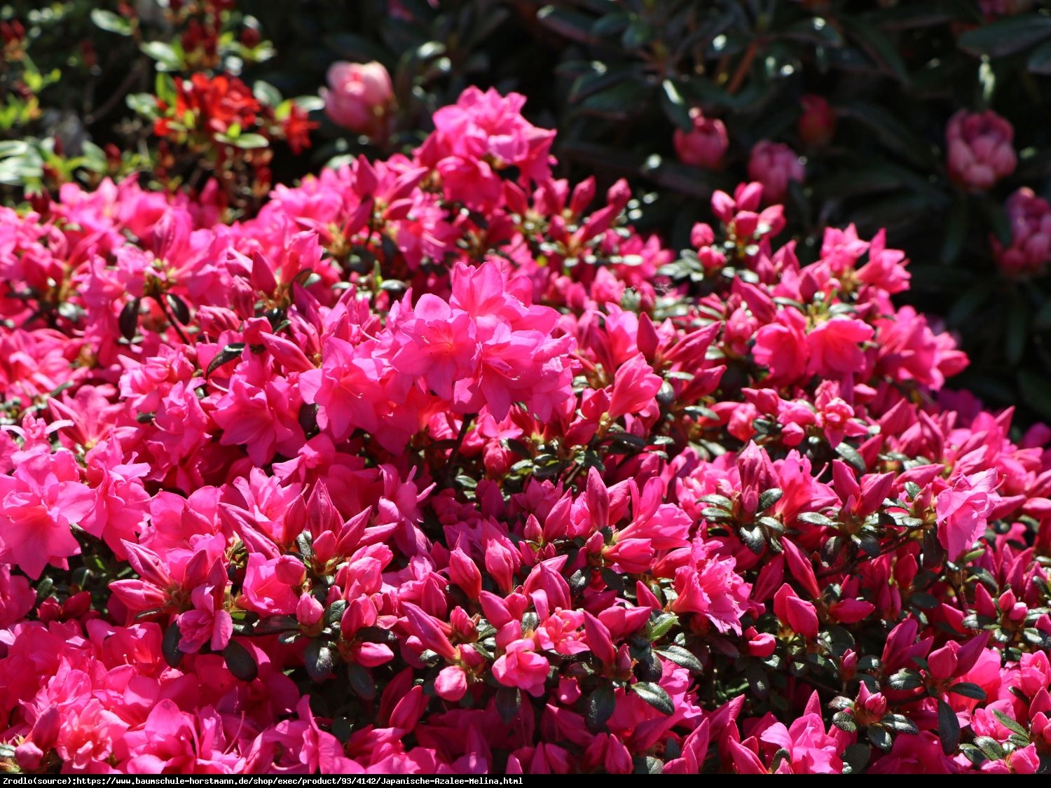 Azalia japońska Melina-ciemnoróżowa miniaturka - Azalea japanese Melina