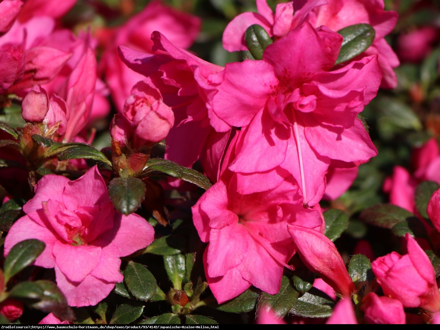 Azalia japońska Melina-ciemnoróżowa miniaturka - Azalea japanese Melina