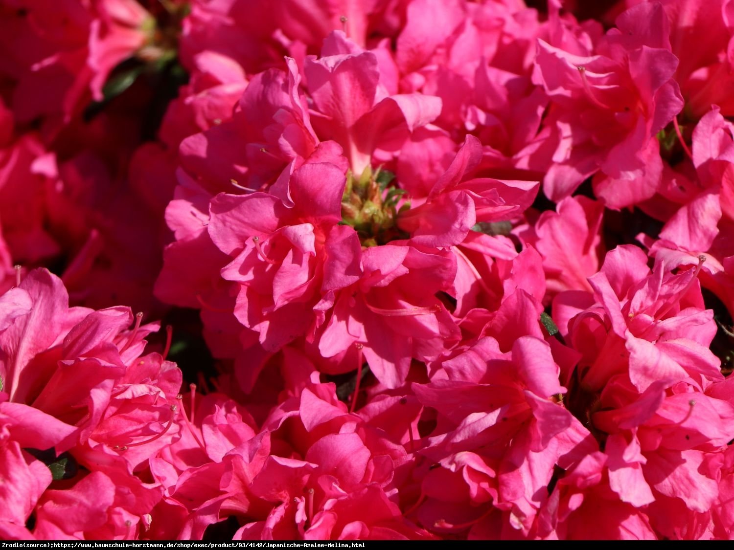 Azalia japońska Melina-ciemnoróżowa miniaturka - Azalea japanese Melina