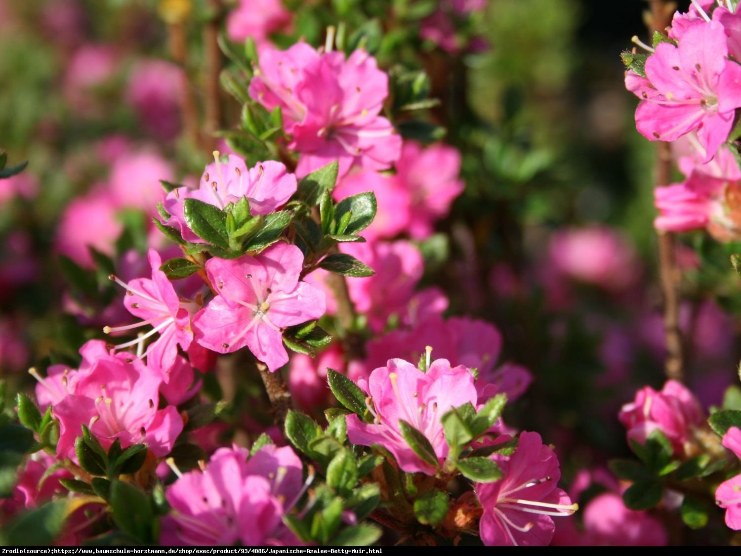 Azalia japońska Betty Muir-jasnoróżowa miniaturka - Azalea japanese Betty Muir