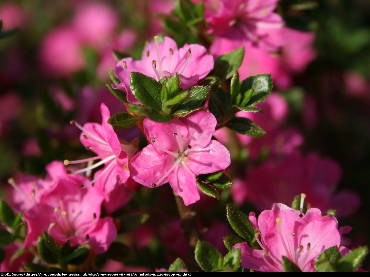 Azalia japońska Betty Muir-jasnoróżowa miniaturka - Azalea japanese Betty Muir