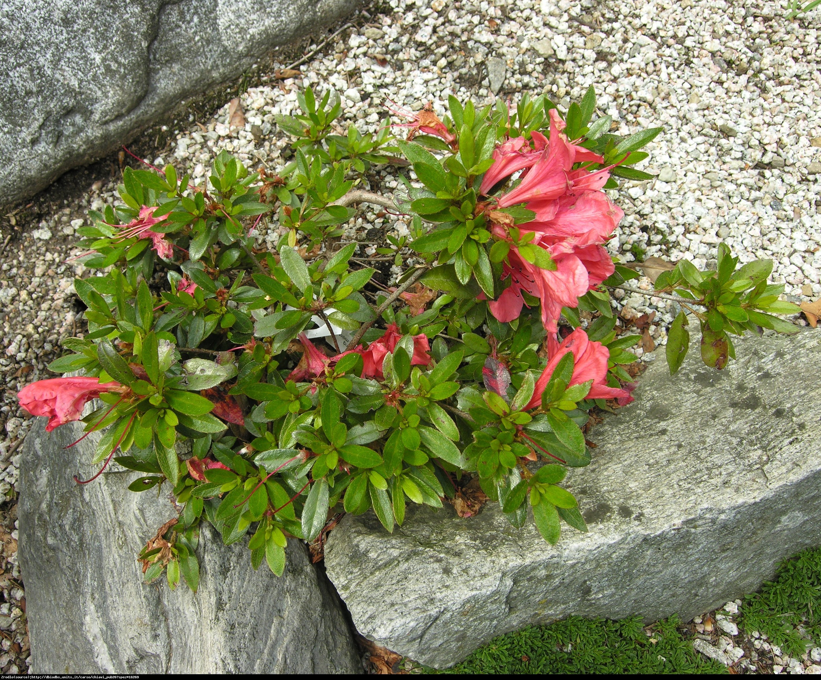 Azalia japońska Nakaharai-PIĘKNY RÓŻOWY KWIAT - Azalea japanese Nakaharai