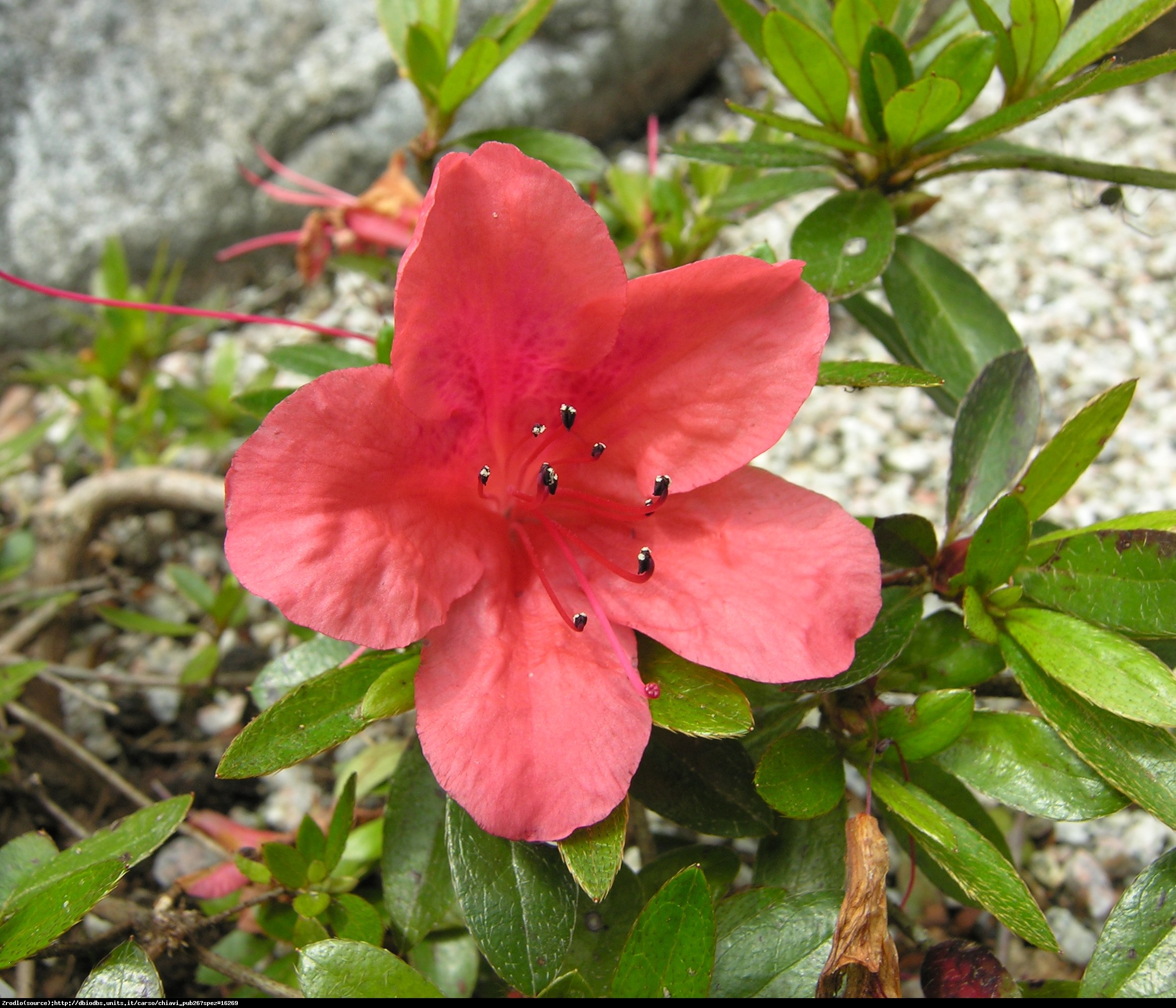 Azalia japońska Nakaharai-PIĘKNY RÓŻOWY KWIAT - Azalea japanese Nakaharai