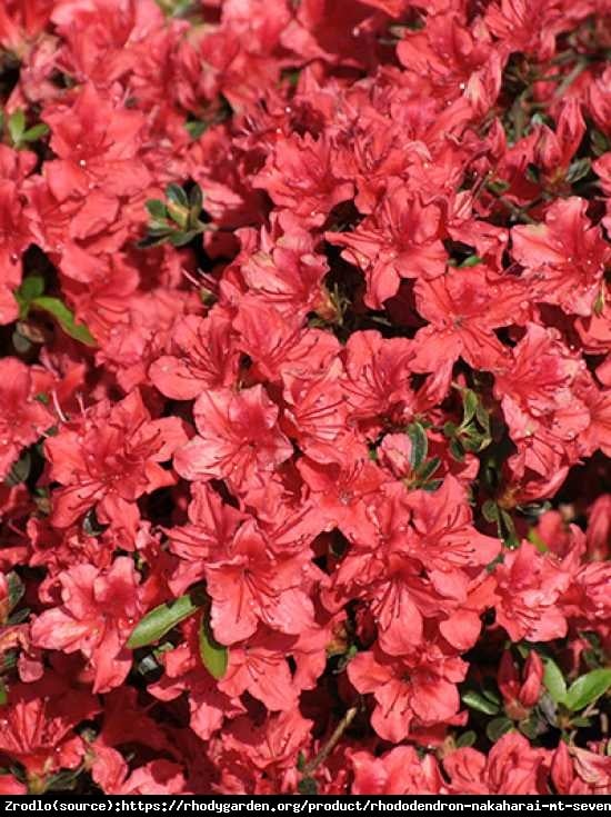 Azalia japońska Nakaharai-PIĘKNY RÓŻOWY KWIAT - Azalea japanese Nakaharai