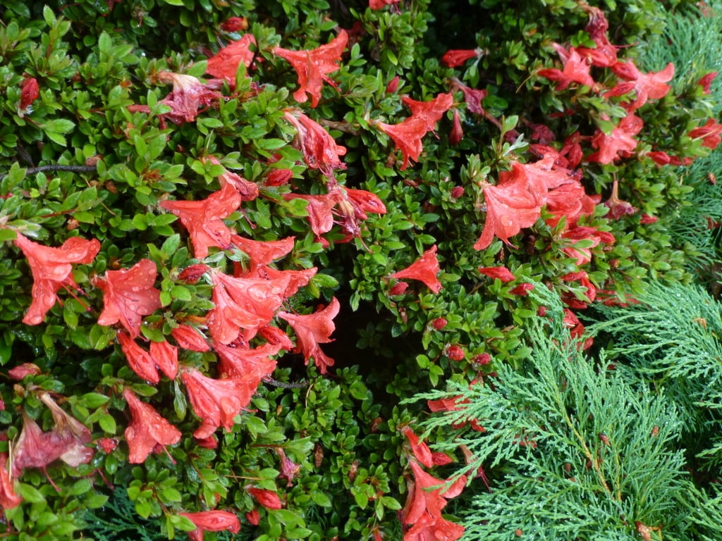 Azalia japońska Nakaharai-PIĘKNY RÓŻOWY KWIAT - Azalea japanese Nakaharai