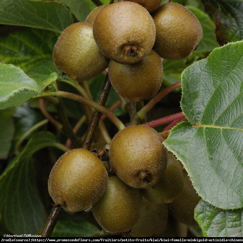 Mini Kiwi Aktinidia Minikigold - ŻÓŁTE KIWI z TWOJEGO ogrodu!!! - Actinidia hybr. Minikigold