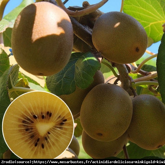 Mini Kiwi Aktinidia Minikigold - ŻÓŁTE KIWI z TWOJEGO ogrodu!!! - Actinidia hybr. Minikigold