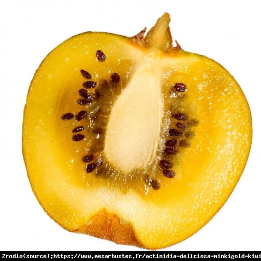 Mini Kiwi Aktinidia Minikigold - ŻÓŁTE KIWI z TWOJEGO ogrodu!!! - Actinidia hybr. Minikigold