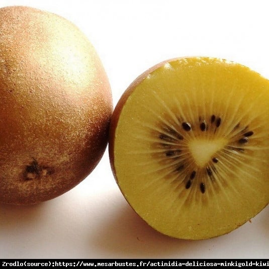 Mini Kiwi Aktinidia Minikigold - ŻÓŁTE KIWI z TWOJEGO ogrodu!!! - Actinidia hybr. Minikigold