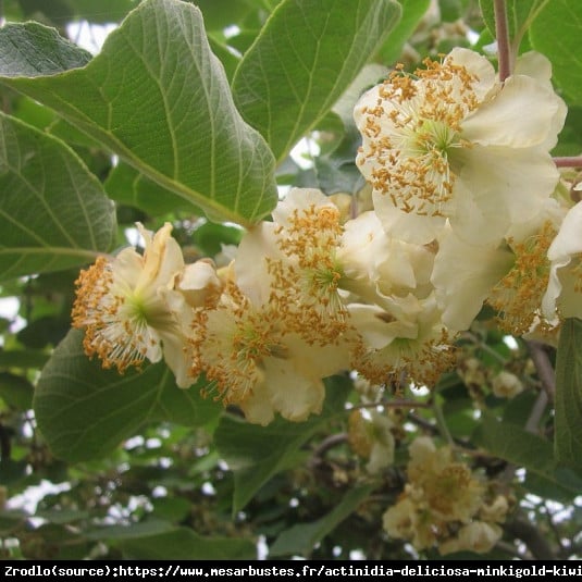 Mini Kiwi Aktinidia Minikigold - ŻÓŁTE KIWI z TWOJEGO ogrodu!!! - Actinidia hybr. Minikigold