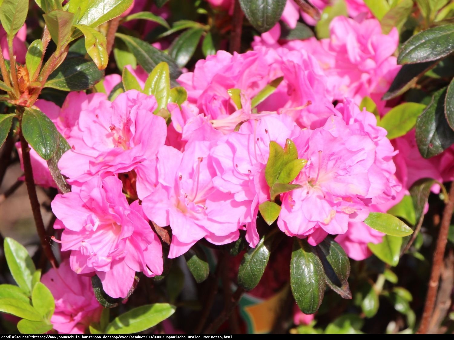 Azalia japońska Rosinetta- różowe kwiaty przypominające różyczki. - Azalea japonica Rosinetta 