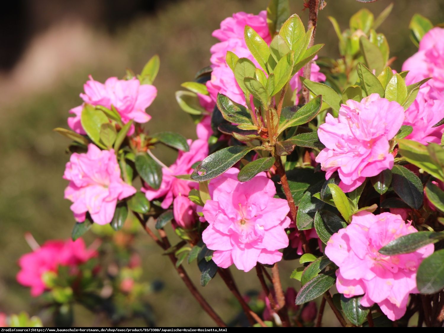 Azalia japońska Rosinetta- różowe kwiaty przypominające różyczki. - Azalea japonica Rosinetta 
