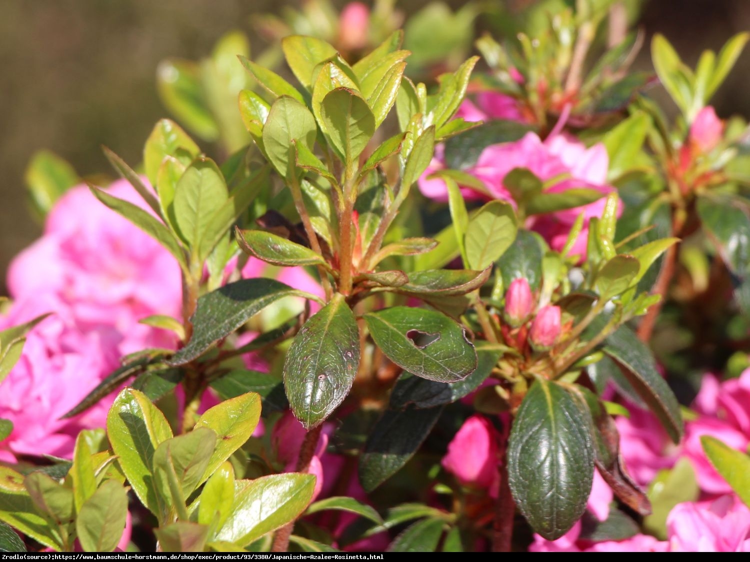 Azalia japońska Rosinetta- różowe kwiaty przypominające różyczki. - Azalea japonica Rosinetta 