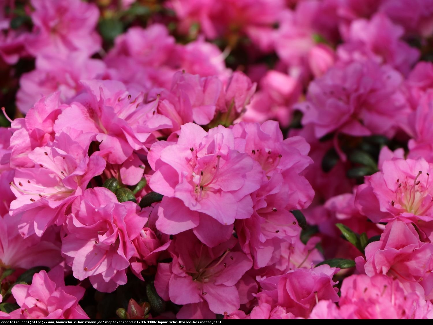 Azalia japońska Rosinetta- różowe kwiaty przypominające różyczki. - Azalea japonica Rosinetta 