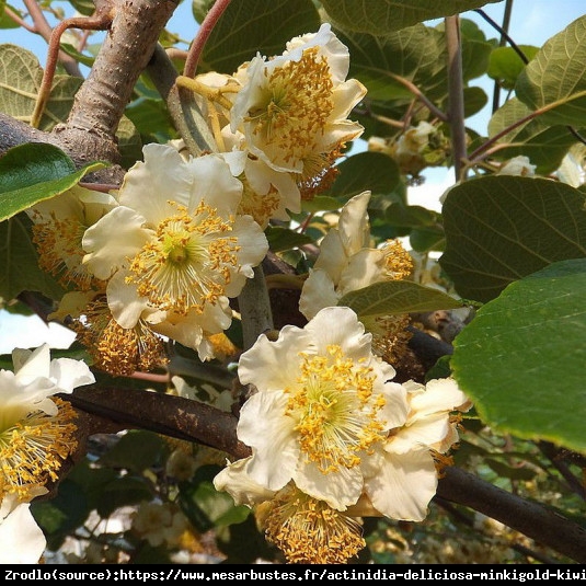 Mini Kiwi Aktinidia Minikimale - ZAPYLACZ, odmiana męska !!! - Actinidia hybr. Minikimale