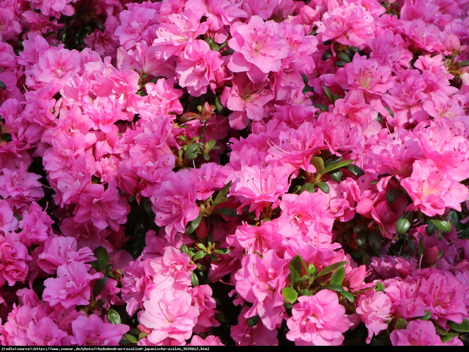 Azalia japońska Rosalind- różowe kwiaty przypominające różyczki. - Azalea japonica Rosalind 