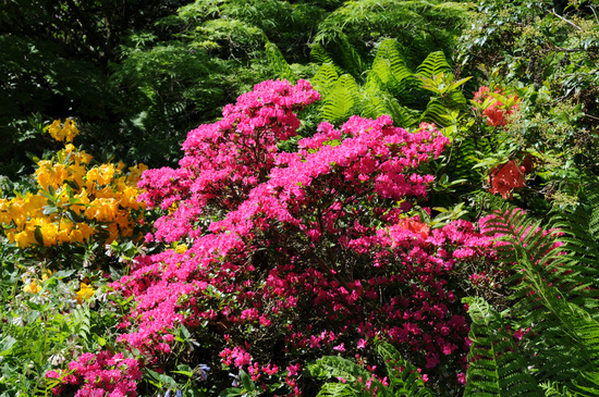 Azalia japońska Rosalind- różowe kwiaty przypominające różyczki. - Azalea japonica Rosalind 