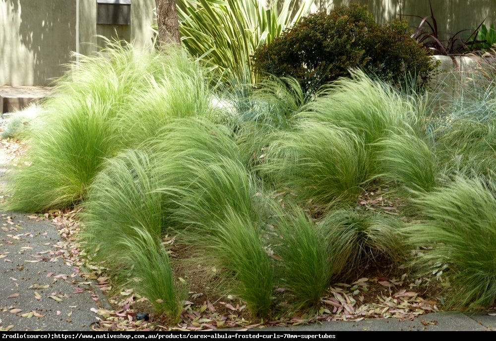 Turzyca włosowa Frosted Curls -  - Carex comans