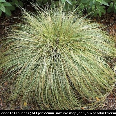 Turzyca włosowa Frosted Curls -  - Carex comans