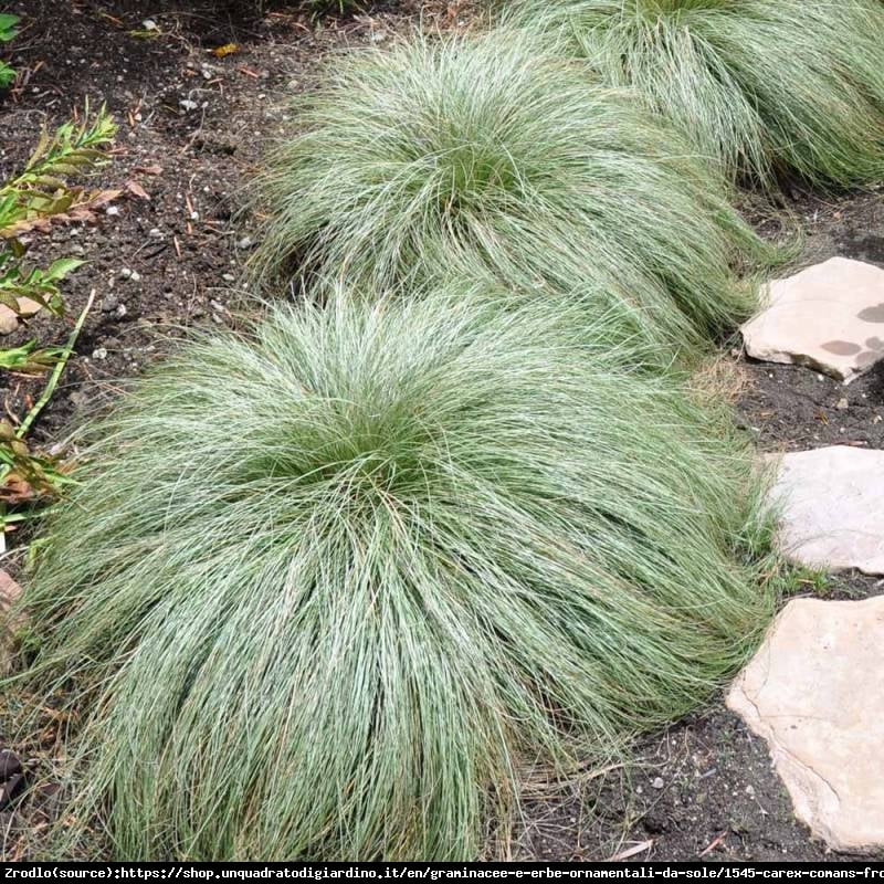 Turzyca włosowa Frosted Curls -  - Carex comans