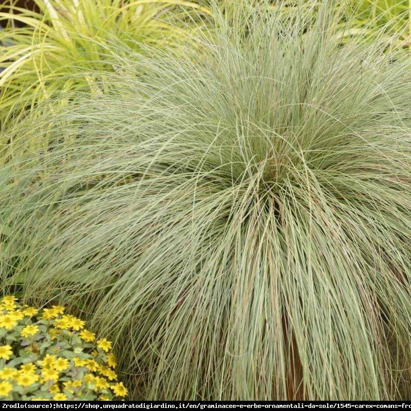 Turzyca włosowa Frosted Curls -  - Carex comans