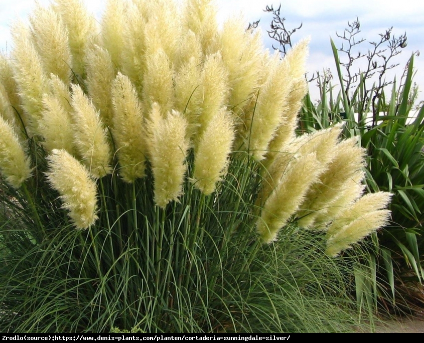 Trawa pampasowa Silber Feather-  srebrzyste pióropusze !! - Cortaderia selloana Silber Feather