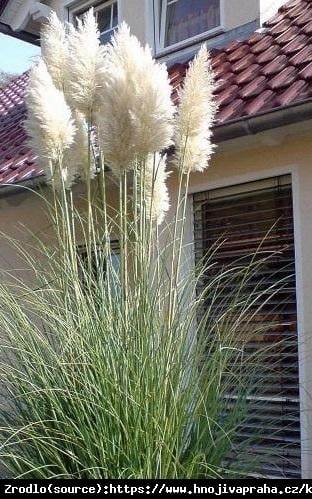 Trawa pampasowa Silber Feather-  srebrzyste pióropusze !! - Cortaderia selloana Silber Feather