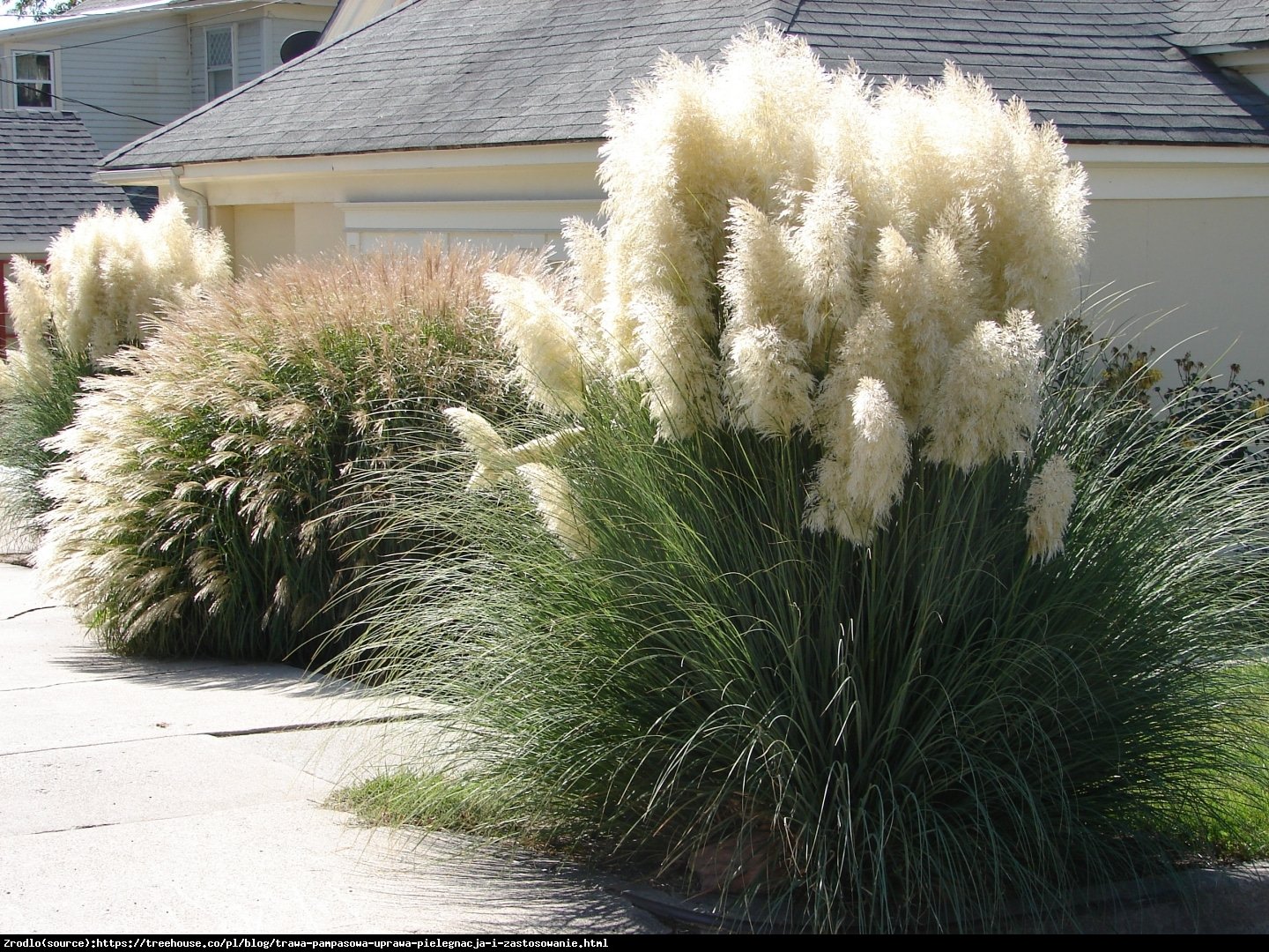 Trawa pampasowa Silber Feather-  srebrzyste pióropusze !! - Cortaderia selloana Silber Feather