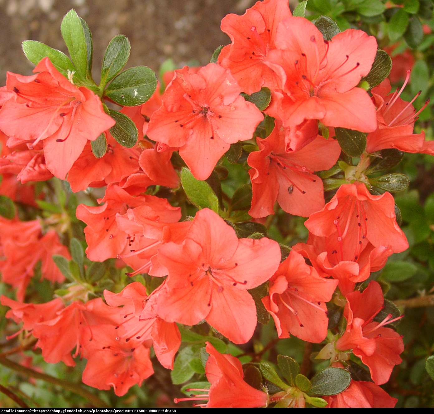 Azalia japońska  Geisha Fumiko -  Azalea japonica   Geisha Fumiko  