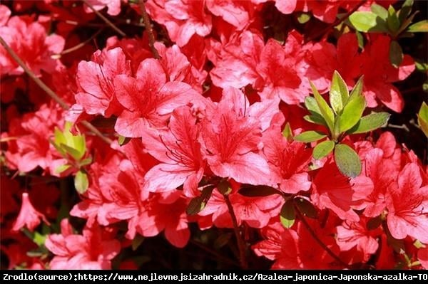 Azalia japońska Toreador-karminowoczerwone kwiaty. - Rhododendron japonicum Toreador