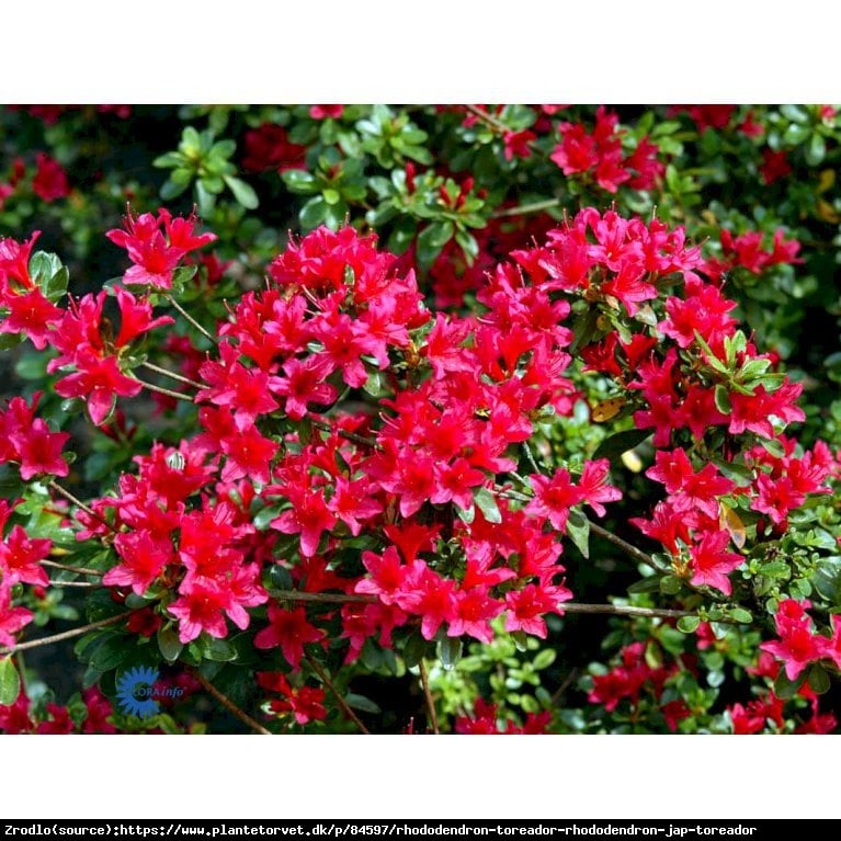 Azalia japońska Toreador-karminowoczerwone kwiaty. - Rhododendron japonicum Toreador