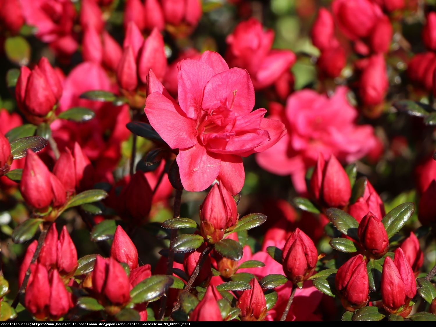 Azalia japońska Maraschino- duże karminowe kwiaty. - Rhododendron japonicum Maraschino